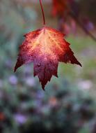 orange burgundy maple leaf, close-up