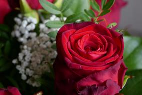 red rose on white flowers