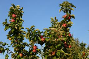 Apple Tree Fruits