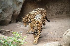 exotic jaguars in the zoo