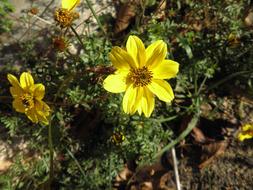 Flower Yellow Small
