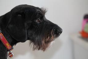 portrait of enchanting Young Dog