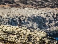 pigeon in Cavo Greko, Cyprus