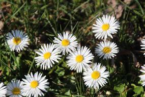 Spring daisy Flowers