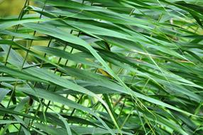 Reed Green Nature