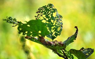 green leaves of tree damaged by aphids