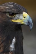 gorgeous colorful Eagle Bird