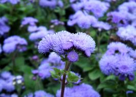 Blue V Smoke Flower