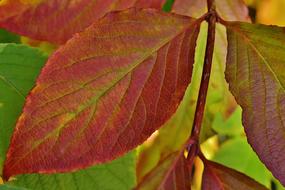 Leaves Autumn Colorful