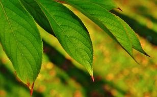 Green Leaves of Tree