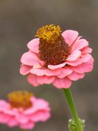 Flower Zinia Pink