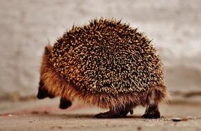 running hedgehog