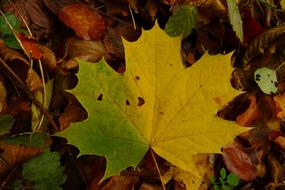 Yellow and green Maple Leaf in Autumn