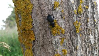 Beetle Nature Insect