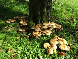 Mushroom Forest