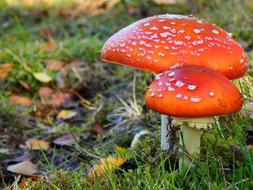 Mushrooms Nature Plant Fly