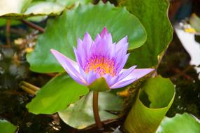 Lotus Purple