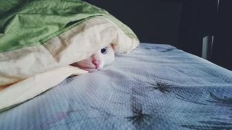 incredible Cat Hide And Seek
