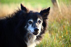 gorgeous Border Collie Herding