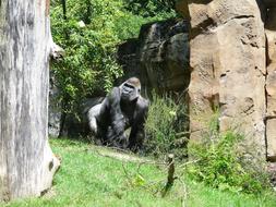 large black gorilla in the zoo