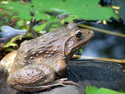 close up of Frog on stone at water