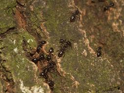stunningly beautiful Insect Ants