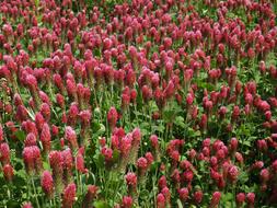 Plant Field Red Purple
