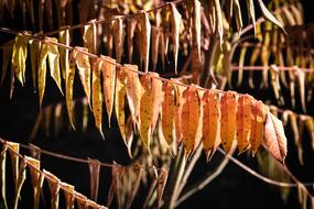 Autumn Leaves Forest Fall