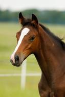 charming Foal Horse