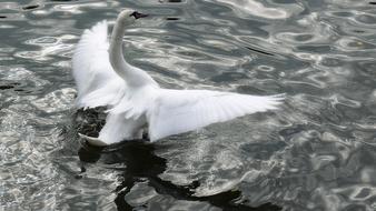 black and white photo of a swan soaring in the water