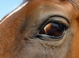 Eye of brown Horse close up