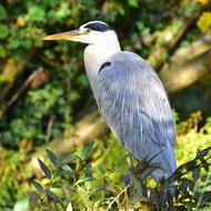 Blue Heron Bird close-up on blurred background