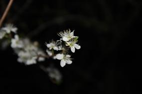 Flower White Spring