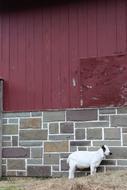 white goat on the background of the wall of the barn