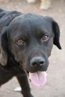 Cute big black dog with tongue hanging out