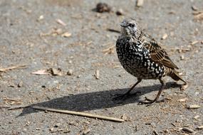 Common starling, Sturnus vulgaris, on ground