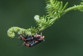 two beetles on a green branch of a fern close-up on a blurred background