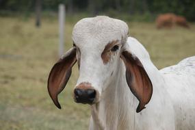 white cattle with long brown ears on farm