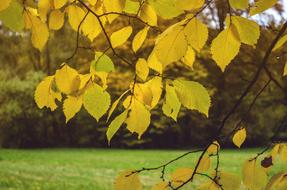 Leaves In The Autumn Nature