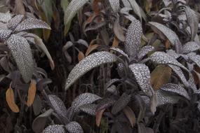 Leaves Plants Macro