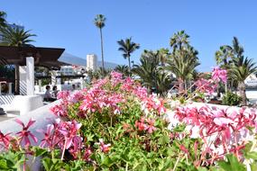 Flowers Walk Tenerife