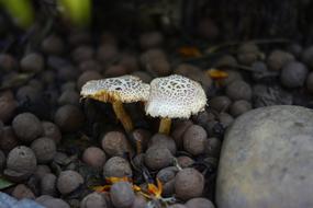 Mushrooms Stones in forest