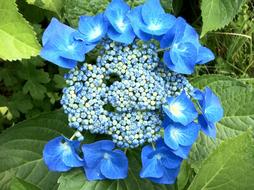 Hydrangeas Blue