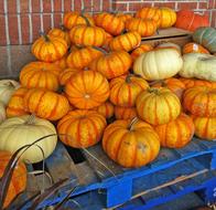 ripe pumpkins harvest on the market