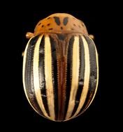 gorgeous False Beetle