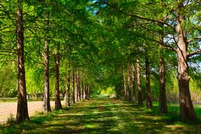 Landscape of park Path in Cypress