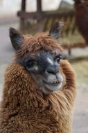 Alpaca Close Up Face