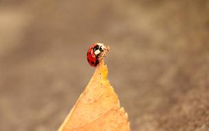 enchanting ladybug on yellow leaf