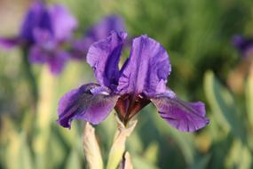 Flower Summer Purple