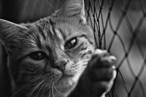 incredibly cute Cat Black And White